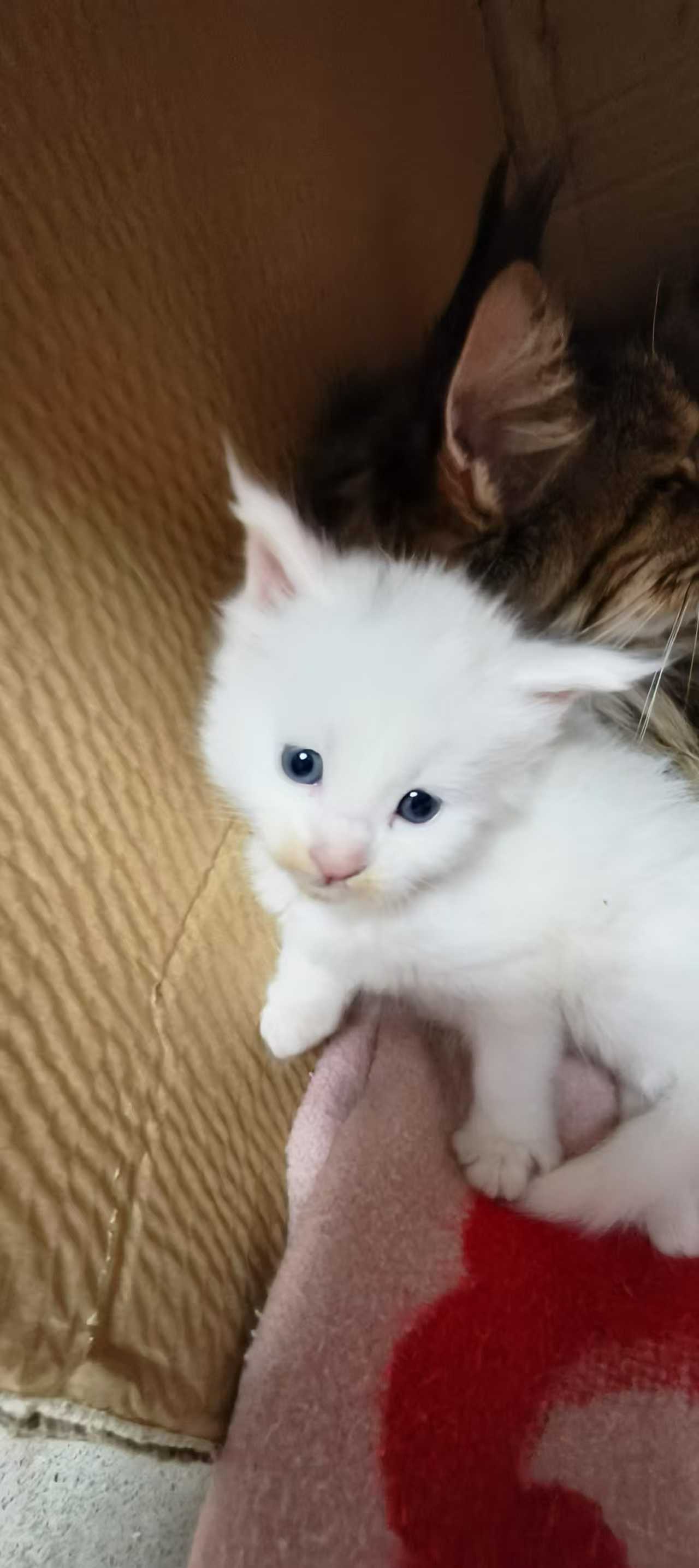 俄系纯种缅因猫，预售